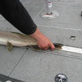 IMG 6535 01