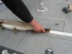 IMG 6535 01
