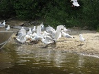 IMG 6583 01